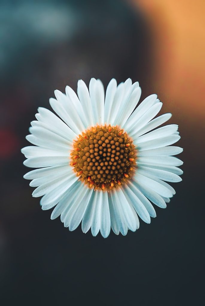 A beautiful symmetrical flower shows us aesthetic beauty in nature. Connecting with plants is connecting with nature too! 