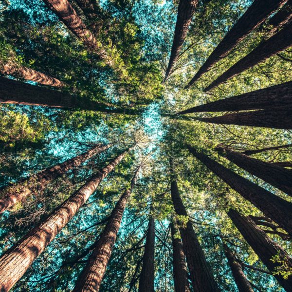 A forest of beautiful trees inviting you into a connection with nature