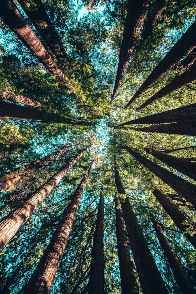 A view of a pine forest on a sunny day take from the ground looking up. As if someone were sitting on the ground pondering, what is nature connection?