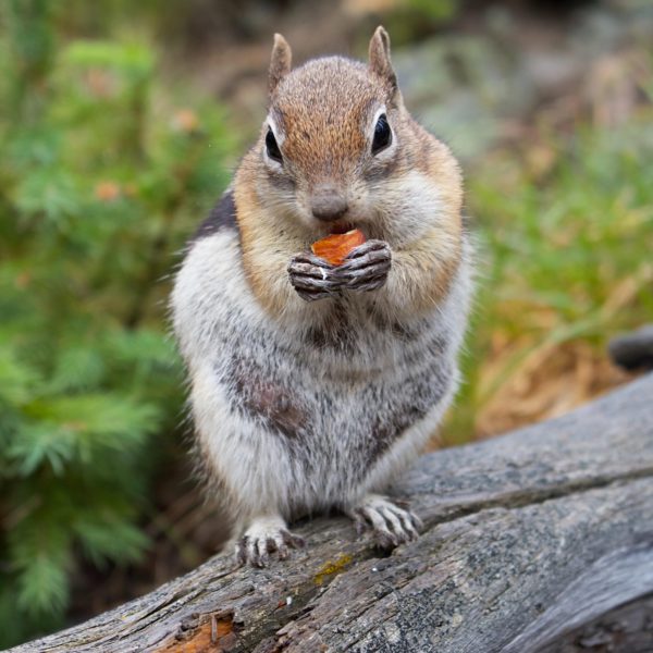 A small adorable chipmunk sits on a log eating a nut