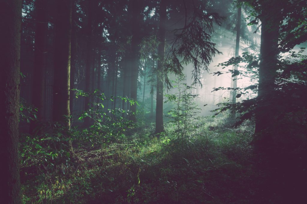 A forest of pine trees appears misty as the sun streams in. A walk in the woods is a wonderful way to increase nature connection.