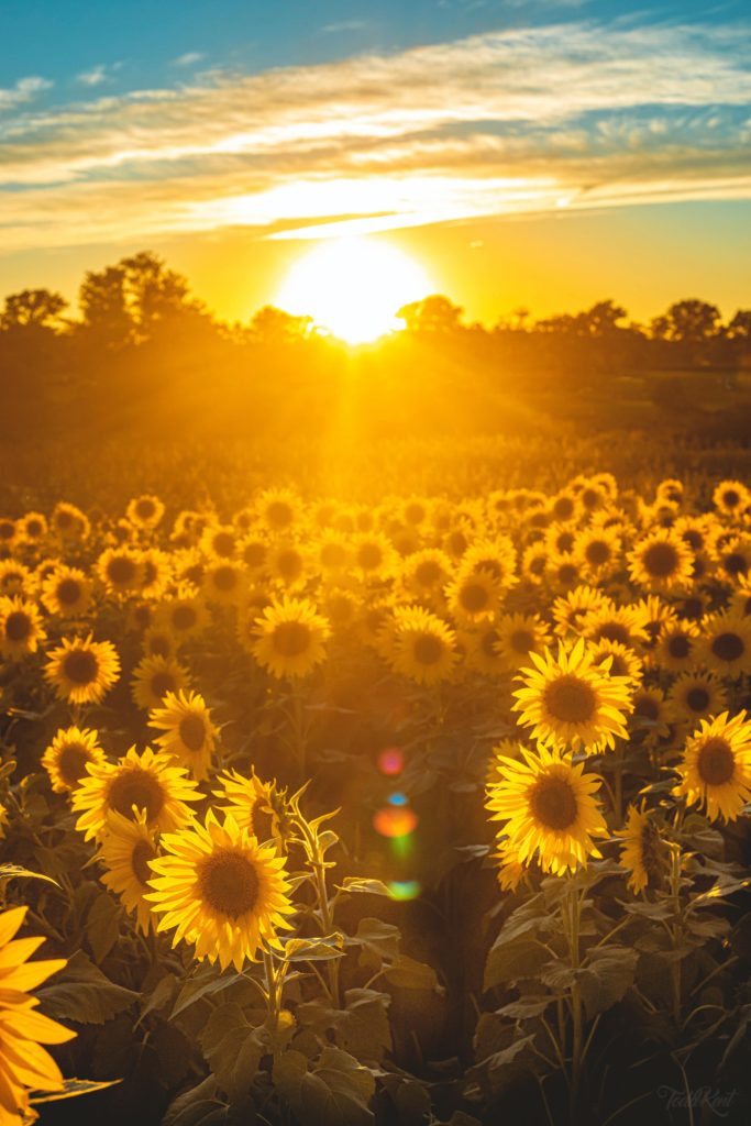 The sun shines through the trees over a beautiful field of sunflowers