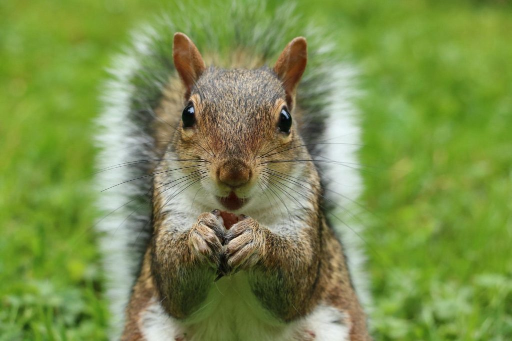 A gray squirrel looks adorable